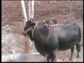 asif bhatti lalamusa part1