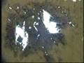 videos de Footprints