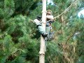 Pruning pine trees, using a Sthil...