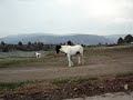 Tinkerbelle a Black & White Reg. Gypsy Horse Filly