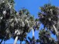 Cool & Tall, Personal Music Video, Liz Phair\ Cool & Tall, Personal Music Video, Liz Phair\