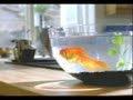Watch 'Gato y pez en anuncio - Aprende otro idioma '