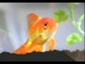 Cat Fish (funny commercial)