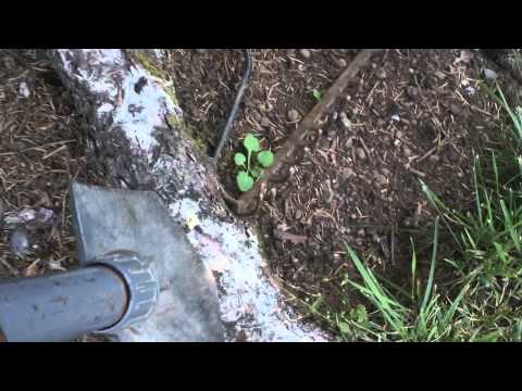 how to harvest tree sap