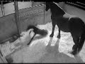 \"Waindrop\" Friesian foal birth
