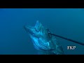 Click here to watch this video Spearfishing oil rig reef habitat environment energy offshore drilling