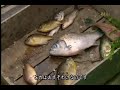 Satoyama (narrated by David Attenborough) 3/6