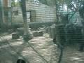 BRQ no Paintball em Fortaleza - 22/11/08 - Parte 01/03