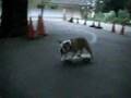tokyo-skateboarding-bulldog-bazooka