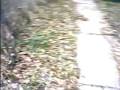 videos de My Garden!