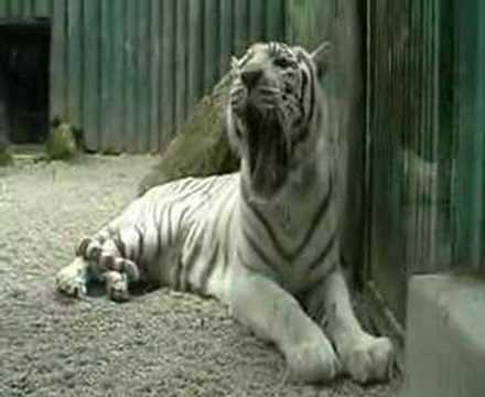 tiger yawn