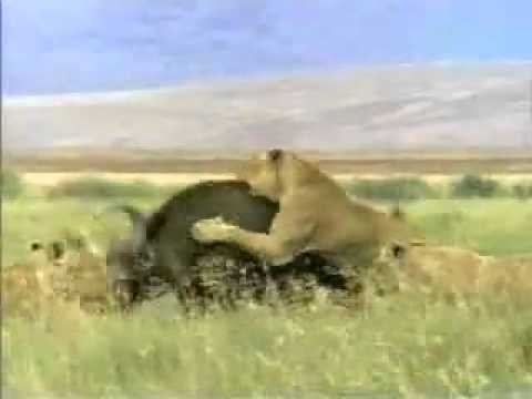Lion gored to death by buffalo.flv