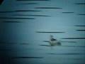 videos de Grey Phalarope