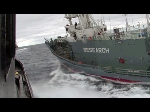 Sea Shepherd Ship Bob Barker is rammed by the Japanese harpoon ship Yushin Maru 3