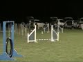 Papillon Agility Aust-Bella MA F.R Feb 08