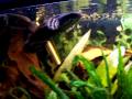 Snakeheads (Channa Pulchra)