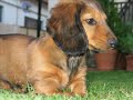 moschino-the-dachshund.html