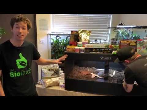 YouTube reptile video
