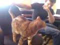 kits cat
