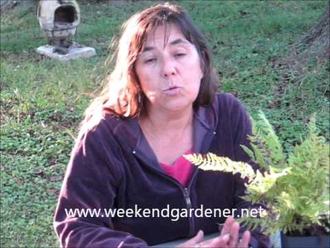 how to fertilize maidenhair fern