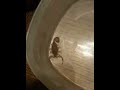 Scorpion's Glow