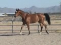 Honey - 2007 Trakehner filly by Marcato, out of Hedy Lamarr