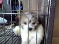 Mocha the Shih-Tzu (SE c902) 5MP camera