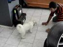 husky puppy Maya