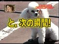 TomaPi and Poodles