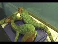 Caiman lizards at the Nashville zoo