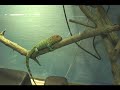 Caiman lizards at the Nashville zoo