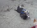 Pepe & Maggie play with a crab claw on Ocracoke