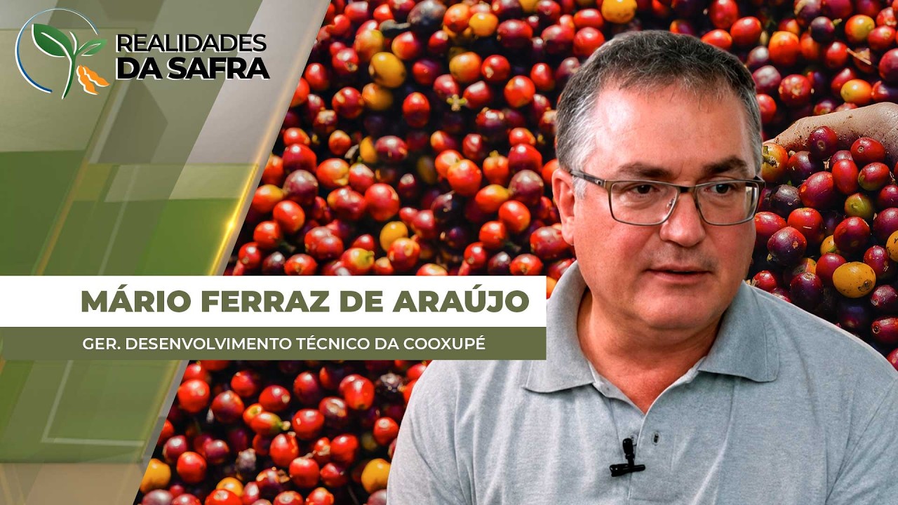Colheita do café chega a quase 16% nas áreas da Cooxupé,  clima pode atrapalhar andamento do manejo