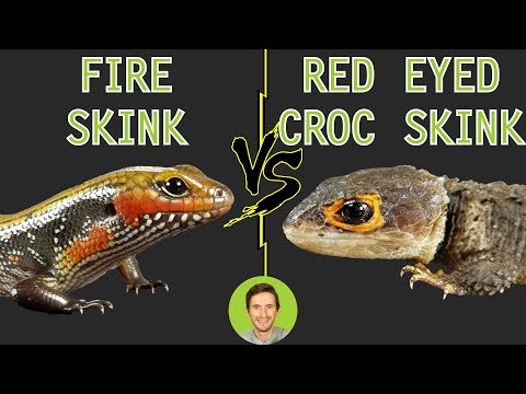 YouTube reptile video