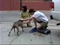 DoggyTV presents a Real Dog Rescue by Downtown Dog Rescue