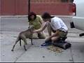 DoggyTV presents a Real Dog Rescue by Downtown Dog Rescue
