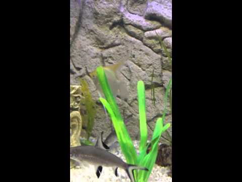 how to harvest mosquito larvae