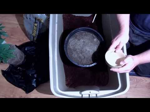 how to transplant in coco