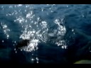 fishing blog