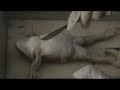 Frog Video(3)