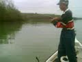 Ikan pari beb Ikan pari beb