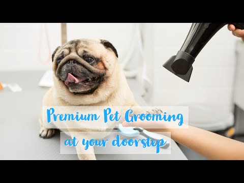 Get the Pet grooming service at your Door Step! Pet Grooming I Pet lovers