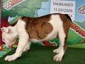 English bulldog For Sale - Raimundo - http://www.bullcanes.net - ceo@bullcanes.net