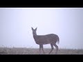 Video of two bucks (One monster wide buck!)