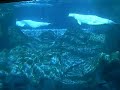 Georgia Aquarium - Beluga Whales part 2