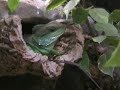 Jungle Machine - 11.00 am - Green water agama Resting time