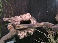 Jungle Machine - 11.00 am - Green water agama Resting time