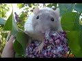 meine blumigen rattis...flower rats
