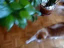 c'est mon animal préféré
