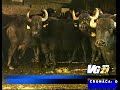 Mozzarella alla Diossina: controlli dei Carabinieri